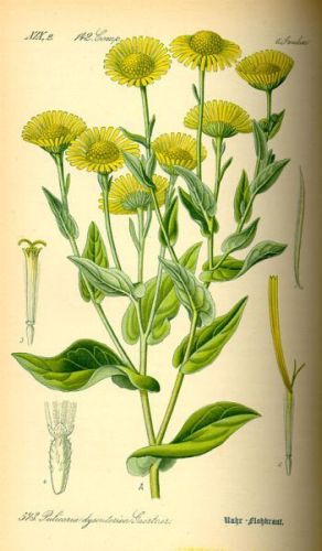Fleabane - Pulicaria dysenterica - Блошница